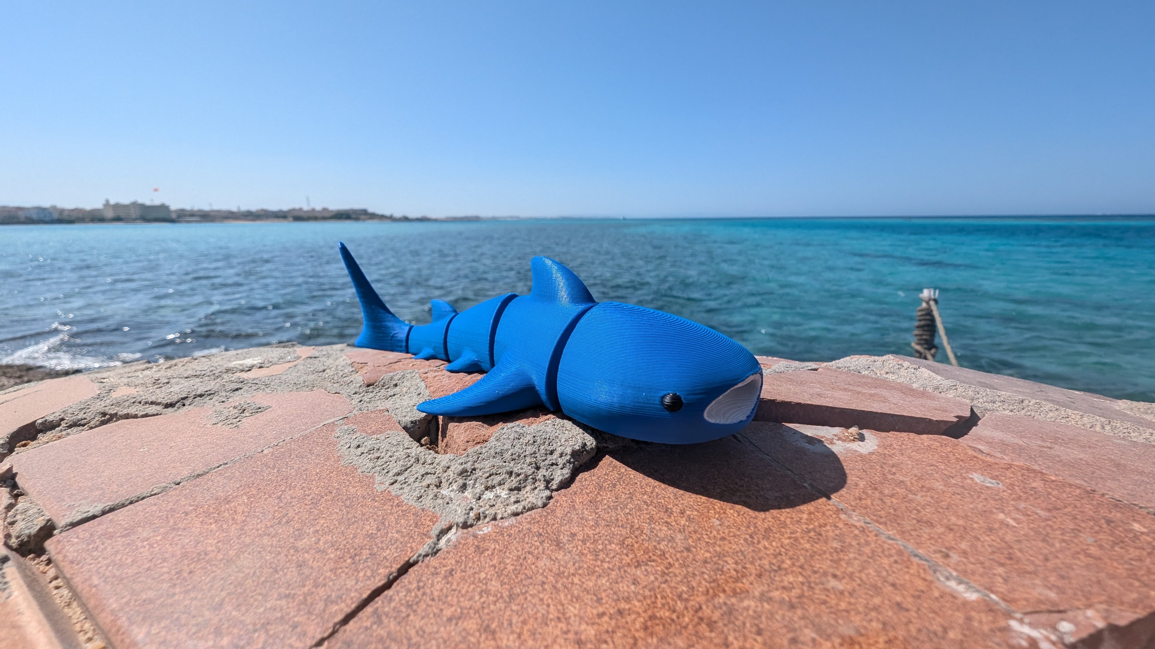 Baby Whale Shark