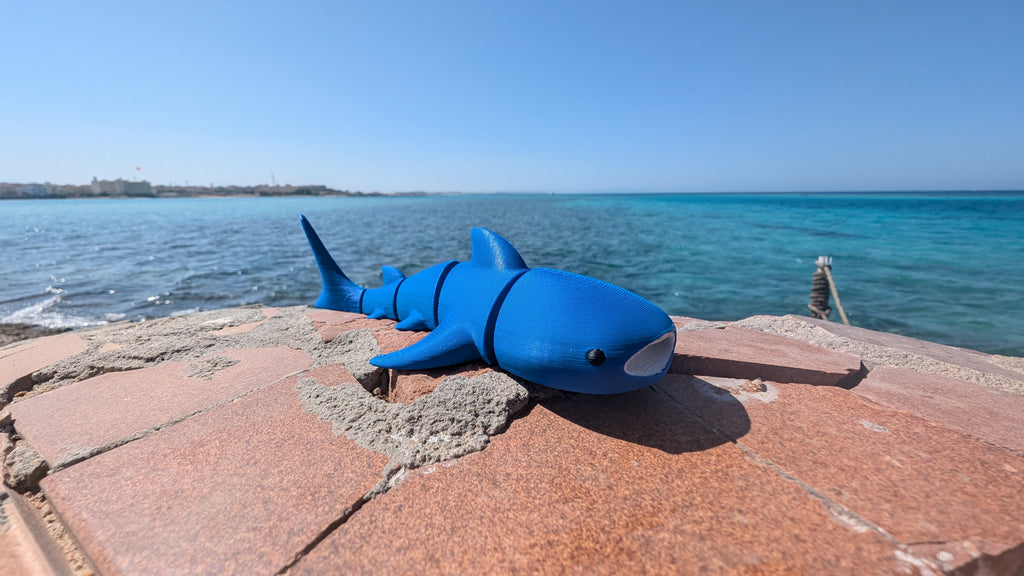 Baby Whale Shark