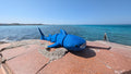 Baby Whale Shark