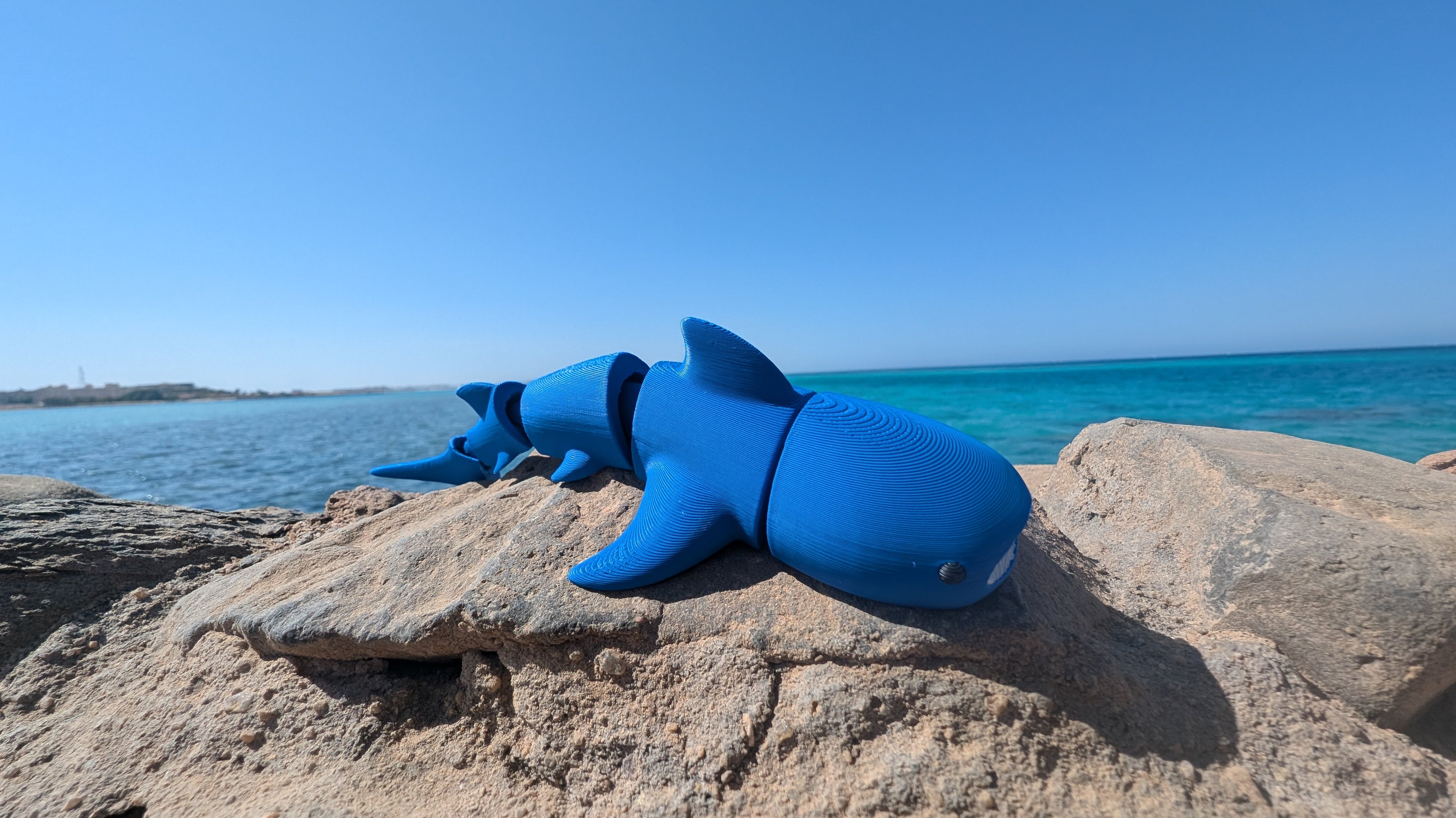 Baby Whale Shark